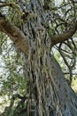 Tree lined with liana, gorongosa national park, Mozambique