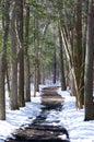 Tree Lined Path Royalty Free Stock Photo