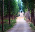 Tree lined path Royalty Free Stock Photo