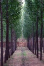 Tree lined path Royalty Free Stock Photo