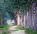 Tree lined path Royalty Free Stock Photo