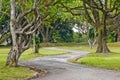 Tree lined path Royalty Free Stock Photo