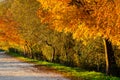 a tree-lined path with autumn leaves, background for autumn concept Royalty Free Stock Photo