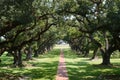 Tree Lined Path Royalty Free Stock Photo