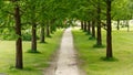 Tree lined path into the distance Royalty Free Stock Photo