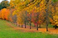 Tree Lined Path with Fall Foliage Royalty Free Stock Photo