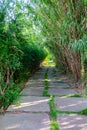 A tree-lined path leading to the bamboo forest Royalty Free Stock Photo