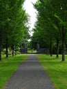 Tree lined path in lush park Royalty Free Stock Photo