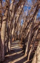 Tree Lined Path