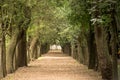 Tree lined path Royalty Free Stock Photo