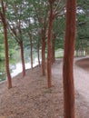 Tree lined path at Iris Gardens in Sumter South Caroliina Royalty Free Stock Photo