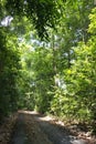 Tree lined path