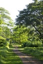 Tree lined path