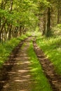 Tree lined path through woods Royalty Free Stock Photo