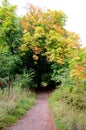 A tree lined pathway in the autumn woods Royalty Free Stock Photo