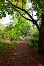 A tree lined pathway in the autumn woods Royalty Free Stock Photo