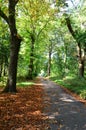 A tree lined pathway in the autumn woods Royalty Free Stock Photo