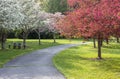 Tree Lined Pathway Fairfax County Park Virginia