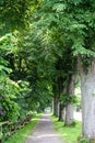 Tree-lined pathway with green thick leaves in Germany countryside Royalty Free Stock Photo