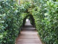 Tree Lined Pathway in Luxury Resort Royalty Free Stock Photo