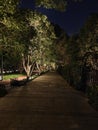 Tree-lined pathway at night Royalty Free Stock Photo