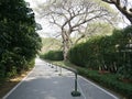 A Tree Lined Pathway through a Park Royalty Free Stock Photo