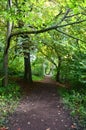 Tree lined pathway through the woods Royalty Free Stock Photo