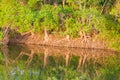 Tree lined pond with exposed roots Royalty Free Stock Photo