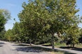 Tree lined residential neighborhood street Royalty Free Stock Photo