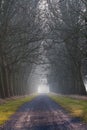 Tree Lined Road Royalty Free Stock Photo