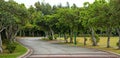 Tree lined road