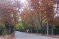 Tree lined road in autumn