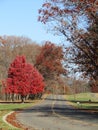 Tree Lined Road in Autumn