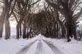 Tree lined road covered in snow Royalty Free Stock Photo
