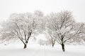 Tree lined road covered in snow Royalty Free Stock Photo