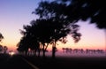 Tree lined road at dawn