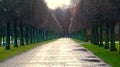 Tree Lined Road Royalty Free Stock Photo