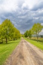 Tree lined road