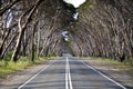 Tree lined road on Kangaroo Island Royalty Free Stock Photo