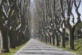 Tree Lined Road near Cavaillon Royalty Free Stock Photo