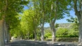 Tree lined road in Provence Royalty Free Stock Photo