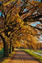 Tree Lined Road in Park Royalty Free Stock Photo