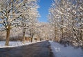 Tree lined road in winter Royalty Free Stock Photo