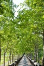 Tree lined rural lane