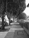 Tree lined side walk