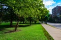 Tree Lined Sidewalk in Lincoln Park Chicago Royalty Free Stock Photo