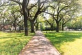 A tree lined sidewalk in Savannah Georgia Royalty Free Stock Photo