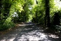 Tree lined singe lane Royalty Free Stock Photo