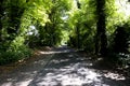 Tree lined singe lane