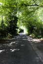 Tree lined singe lane